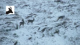 Winter roe deer cull Deer stalking hunting shooting Scotland [upl. by Reta]