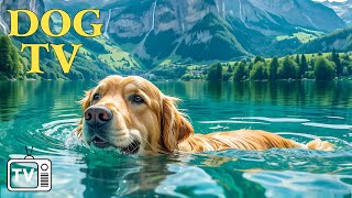 DOG TV Deeply Relaxing Video for Stress Relief for Dog  Soothing Dog Music Videos for Dog to Watch [upl. by Hseyaj]