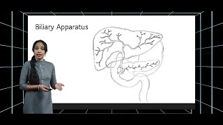 Extra Hepatic Biliary Apparatus [upl. by Arakaj]