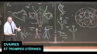 Anatomie des ovaires et trompes utérines droits et gauches Pelvis 14 [upl. by Nort980]