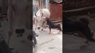 Gaddi dog vs cow fight  bhutiya vs cow dangerous fight [upl. by Naynek]