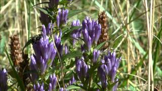 Stiff Gentian Gentianella quinquefolia [upl. by Dorsey]