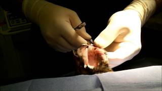 Aural ear hematoma Laser Repair [upl. by Norahc]