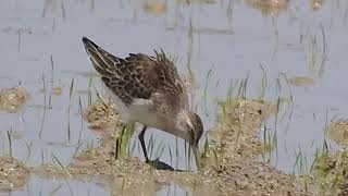 Curlew Sandpiper juvenile foraging [upl. by Morris]