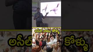 నెమలి ముక్కు కోడి ఎలా పుట్టింది  livestock farming chickenfarming [upl. by Haff901]