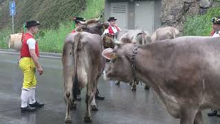 Alpfahrt Urnäsch Öberefahre Mai 2023 Swiss Tradition [upl. by Stubstad]