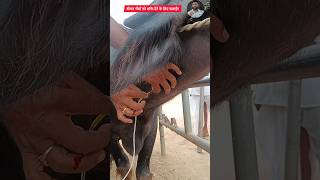 Intravenous infusion of fluids in weak buffalo भैंस की ऊर्जा के लिए animals cow buffalo dairy [upl. by Atiuqin]