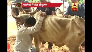 SPECIAL REPORT Pathmeda Gaushala Asias biggest cowshed destroyed after flood [upl. by Gussie]