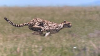 Cheetah  Chase Compilation [upl. by Iasi]