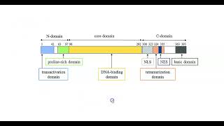 Protein Structure and Domains [upl. by Nileuqaj565]