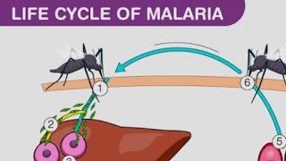 plasmodium vivax life cycle in man [upl. by La Verne]