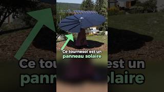 Ce tournesol est un panneau solaire entrepreneur [upl. by Ammeg]