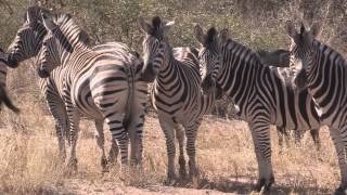 Sound of the African Bushveld Zebras  AFRICAN WILDLIFE [upl. by Dnomso322]