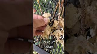 Results of Rooting Viburnum nudum from Stem Cuttings [upl. by Nayarb963]