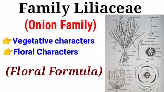 Family Liliaceae Onion Family In HindiUrdu [upl. by Aninnaig]