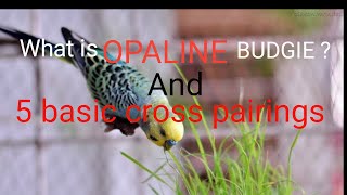 How to identify Opaline Budgie  5 Basic Cross Pairings Of Opaline Budgies  Pair And Chick [upl. by Eivlys]