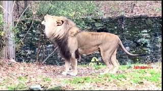 Lion roaring at the Bronx zoo in New York [upl. by Tsenrae]