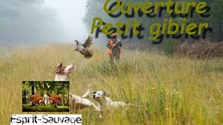 Chasse aux petits gibiersFaisansperdrixlièvres aux chiens darrêts HD [upl. by Cornelie]