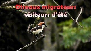 OISEAUX MIGRATEURS VISITEURS dETE en FRANCE [upl. by Orlene]