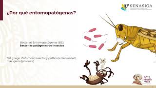 Generalidades de Bacterias Entomopatógenas Sep 2023 UAM [upl. by Krueger]