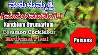 ಮರುಳುಮ್ಮತ್ತಿ Xanthium Strumarium Common Cocklebur Burdock Datura [upl. by Edylc]