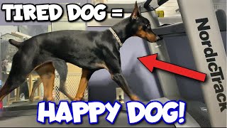 7 Easy Doberman Exercise Ideas for Lazy Owners [upl. by Ayama95]