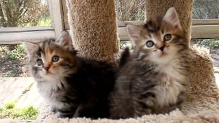 Siberian kittens  6 weeks old [upl. by Floss]