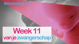 11 weken zwanger  ikenmamanl [upl. by Sixela]