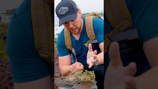 Worst Sting on Earth Stonefish [upl. by Dex]