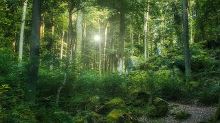 🌳 4K  Relaxing Nature Sounds For Stress Relief Forest Sounds Bird Song [upl. by Navets]