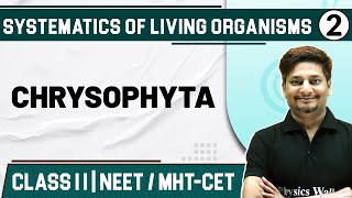 SYSTEMATICS OF LIVING ORGANISMS 02  Chrysophyta  Botany  Class 11HSCNEETMHTCET [upl. by Hawley]