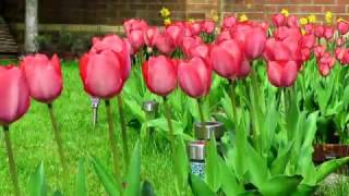 How To Grow Tulips  Planting Tulips  Home Garden [upl. by Judsen]