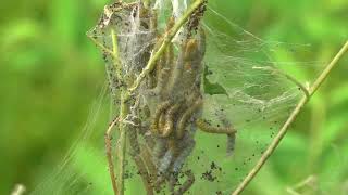 Dogbane webworm tents [upl. by Eladnek618]