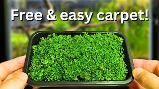 Free carpeting plants How to propagate your aquarium carpet step by step [upl. by Gonzalez839]