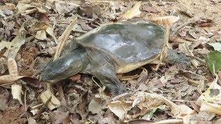 Indian flapshell turtle at Mysore Zoo [upl. by Ebony]