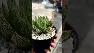 Haworthia Reticulata complex hybrid ✨ haworhiapakistan plumpysucculentsexotics haworthia [upl. by Ujawernalo]