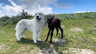 Baby Alpaca Birth Has Guardian Pack Overjoyed [upl. by Moselle368]