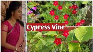 Cypress Vine⚘How to grow and care Cypress vineStar Gloryeasy Propogation [upl. by Ydnec690]