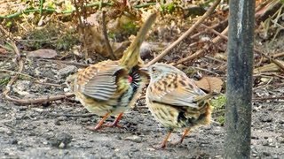 Heggemussen paren  Dunnock Mating [upl. by Klara973]