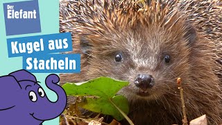 Warum hat der Igel Stacheln  Der Elefant  WDR [upl. by Tim]