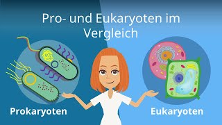 Prokaryoten und Eukaryoten im Vergleich  Studyflix [upl. by Gabriello]