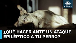 Esto debes hacer si a tu perro le da un ataque epiléptico [upl. by Erreit]