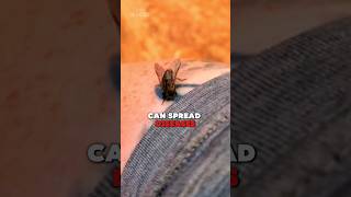 Horse Fly Facts You Need to Know😱 [upl. by Nanaj]