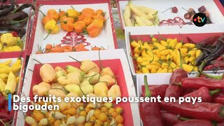 Des fruits exotiques poussent en pays bigouden [upl. by Cheyney]