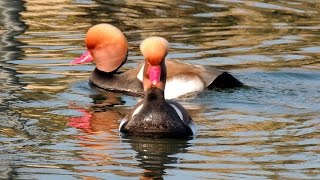 Redcrested Pochard  Kolbenente  Netta rufina swimming and fighting [upl. by Somerset]