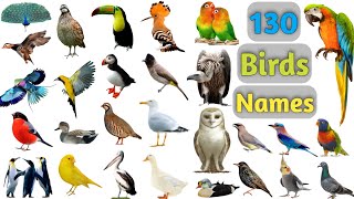 Birds Vocabulary ll 130 Birds Name In English With Pictures ll Birds Pictures [upl. by Thorman]