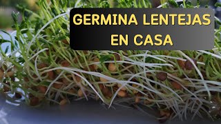 Cómo Hacer Germinados de Lentejas Fácilmente [upl. by Koziarz554]