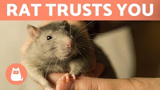 5 SIGNS Your RAT LOVES You 🐭❤️ [upl. by Nathanael]