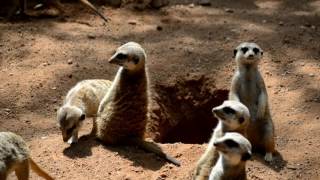 Suricatas en BIOPARC Valencia [upl. by Nosirrah]