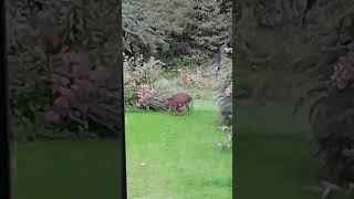 Muntjac deer fawn nursing wildlife fawn deer nursing [upl. by Teece937]